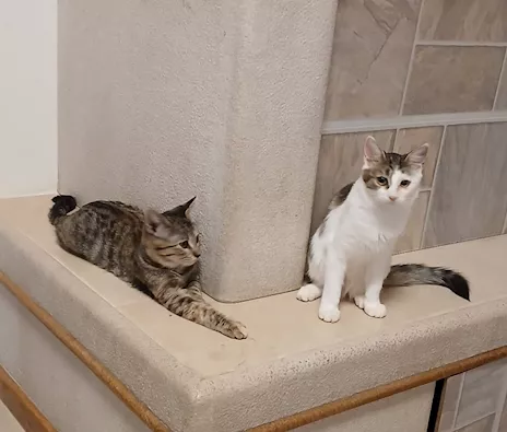 Due gattine di cinque mesi cercano casa