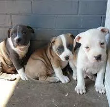 Cuccioli di Pit Bull eccellenti