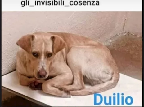 Duilio 3/4 anni gli invisibili di Cosenza