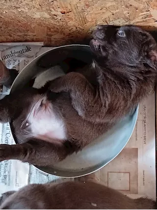 Cuccioli di Razza labrador - Foto 3