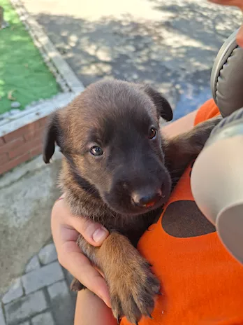 Cuccioli di Pastore Belga Malinois - Anteprima 5