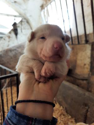 Cuccioli in regalo
