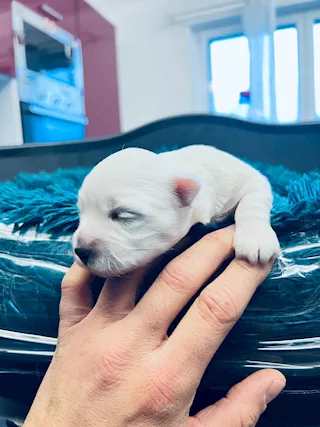 Maltese toy - Foto 4