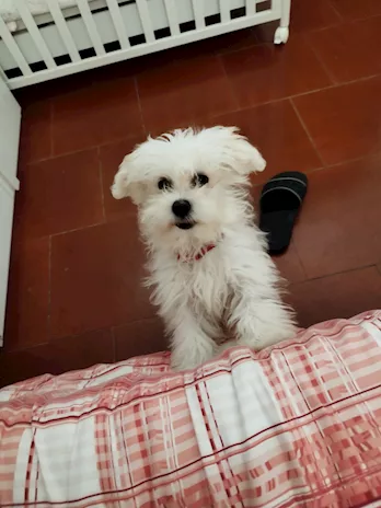 Maltese maschio - Foto 2