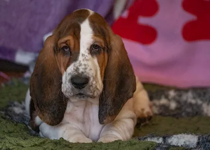 Cuccioli di bassethound