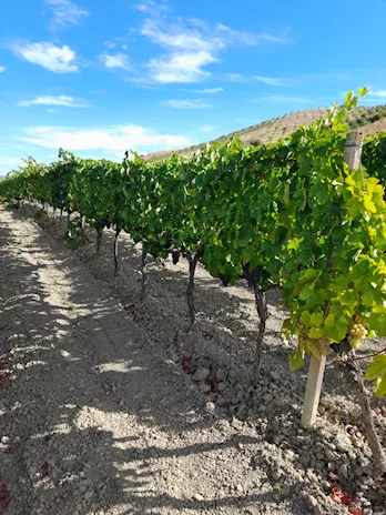 Uva rossa Cirò gaglioppo e bianca - Foto 6