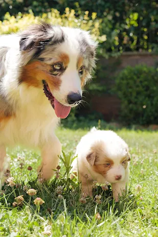Vendita cuccioli Pastore Australiano pedigree