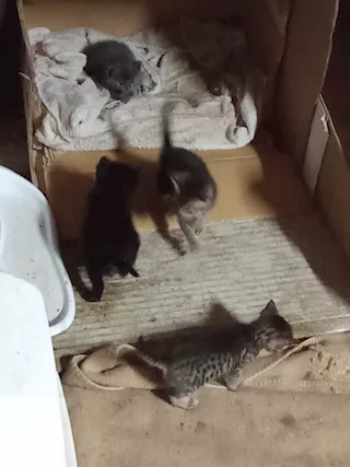 Regalo gattini
