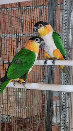 Caicco testa nera