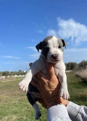 Vendo cuccioli selezionati Razza American Staffordshire Terrier - Foto 4