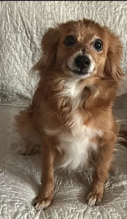 Molly 5 anni kg 4 aspetta da mesi