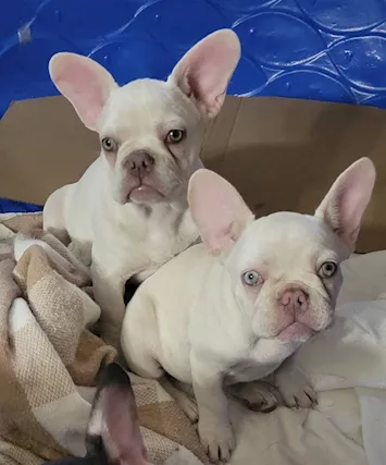 Cuccioli di Razza bulldog francese - Anteprima 1