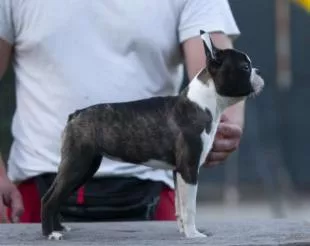 Boston Terrier cuccioli in vendita