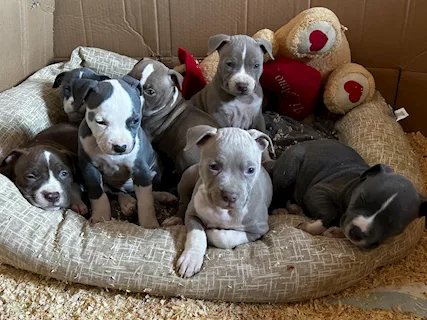 Disponibili Cuccioli Pit Bull UKC