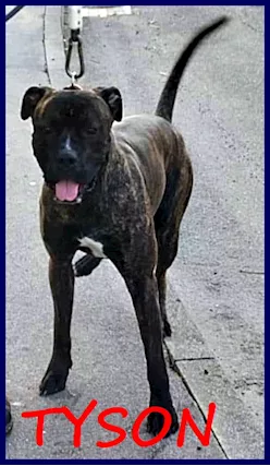 TYSON mix pitbull amstaff muore la padrona