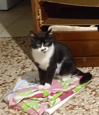 Regalo gattini Razza Europeo - Anteprima 5