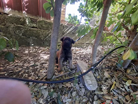 Cuccioli di Pastore Belga Malinois - Anteprima 6