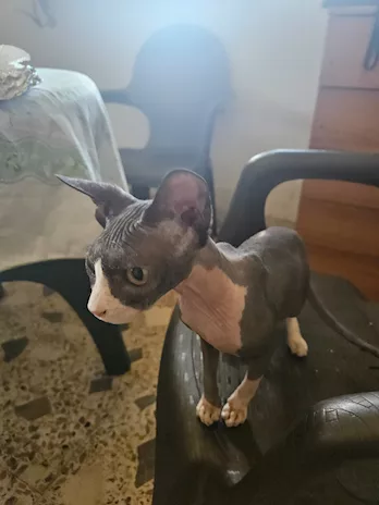Cucciola di gatto nudo di 8 mesicausa trasferimento