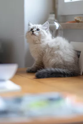 Gattini siberiani ipoallergenici con pedigree