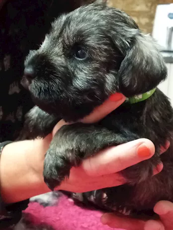 Cuccioli di Zwergschnauzer Pepe e Sale