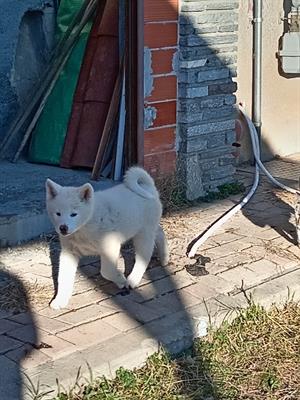 Akita Inu - Foto 3