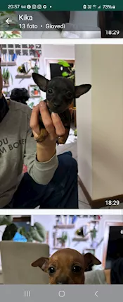 Vendita pinscher