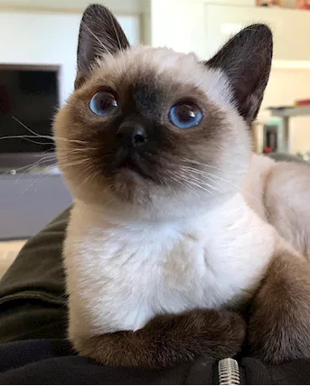 Stupendi cuccioli di siamese thai