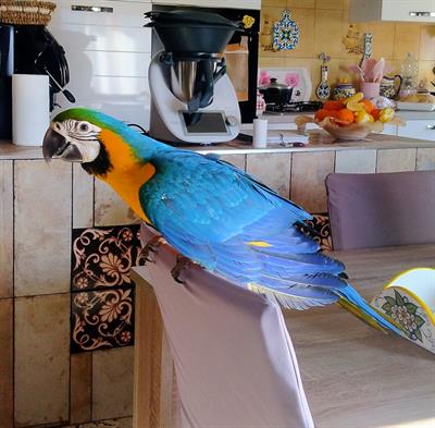 Pappagallo Ara