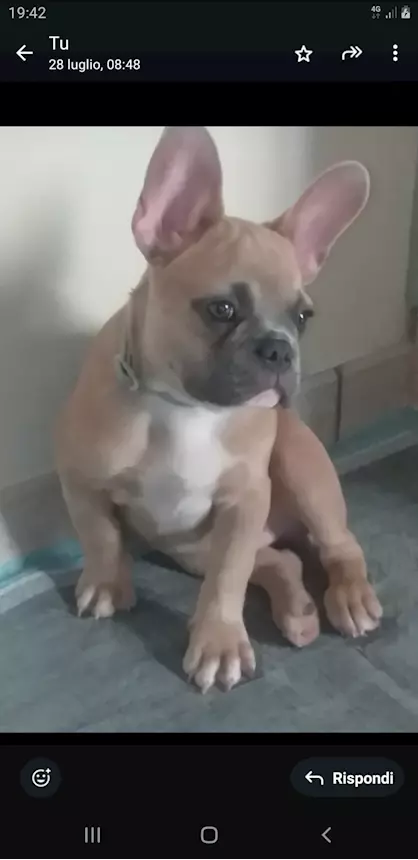 Foto 3 Bulldog francese