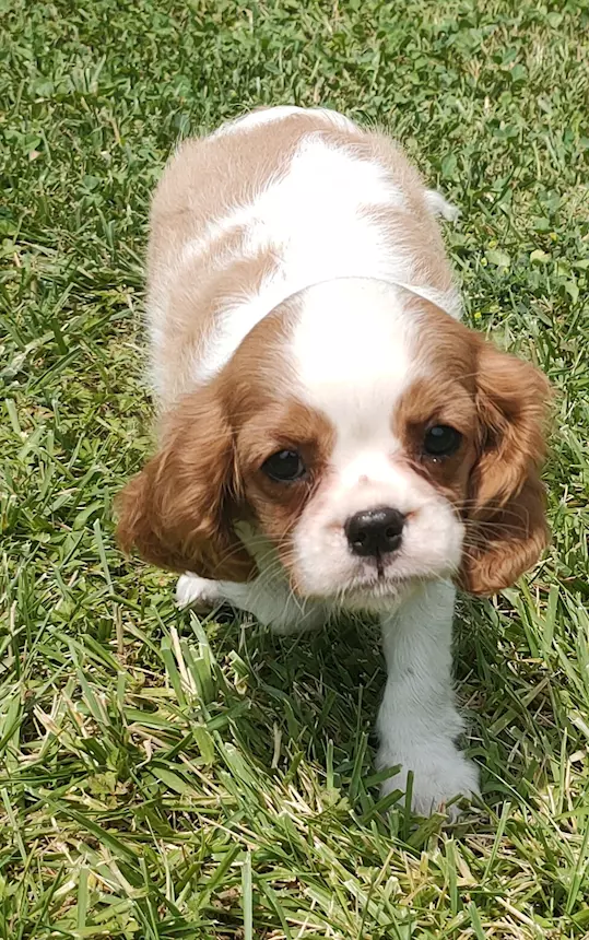 Foto 3Cuccioli Cavalier King
