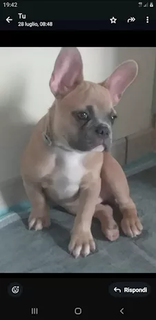 Bulldog francese - Foto 3