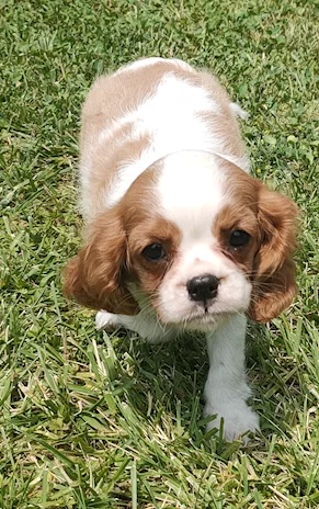 Cuccioli Cavalier King - Anteprima 3