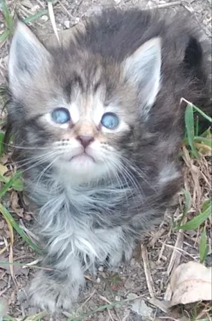 Gattina colore tartaruga genitori di razza