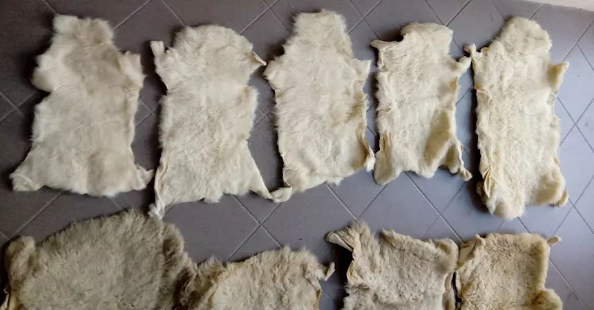 Foto 2Pelli di agnello o pecora 16 pezzi nuove colore beige chiaro, ottimo stato