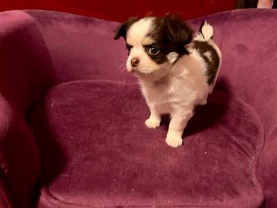 Chihuahua Femmina Pelo Lungo