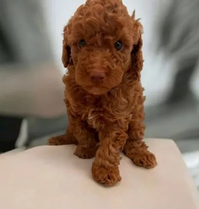 Cuccioli di Razza barboncino toy - Foto 2