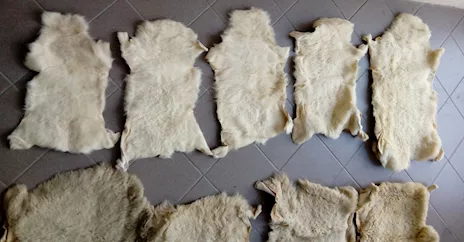 Pelli di agnello o pecora 16 pezzi nuove colore beige chiaro, ottimo stato - Anteprima 2