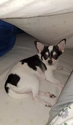 Cucciolo stupendo mini