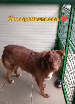 Ciro 2 anni manto nocciola occhi ambra buon carattere, taglia media - Foto 6