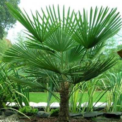 Palme resistenti al gelo Chamaerops Excelsa