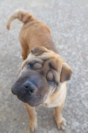 Anita cucciola in adozione, simil Sharpei - Foto 3