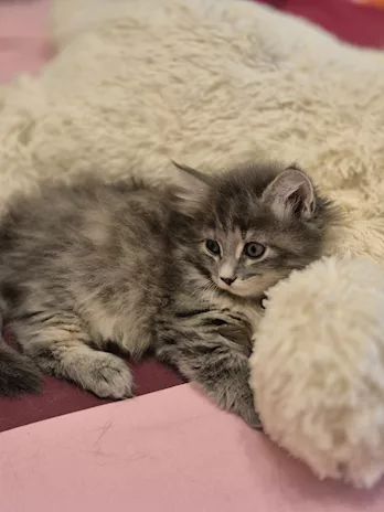 Gattini siberiani