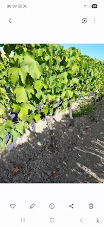 Uva Cirò rossa e bianca 3398473279 - Anteprima 5