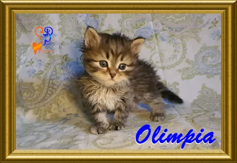 Cuccioli gattini siberiani pedigree_tutta Italia