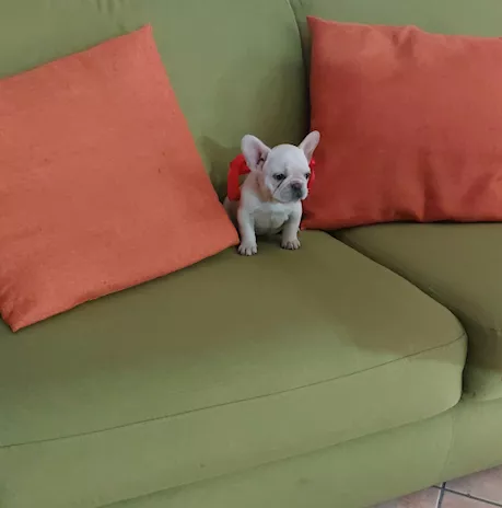 Cuccioli di Bulldog Francese mini