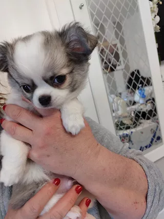 Cucciolo maschio chiuaua pelo lungo