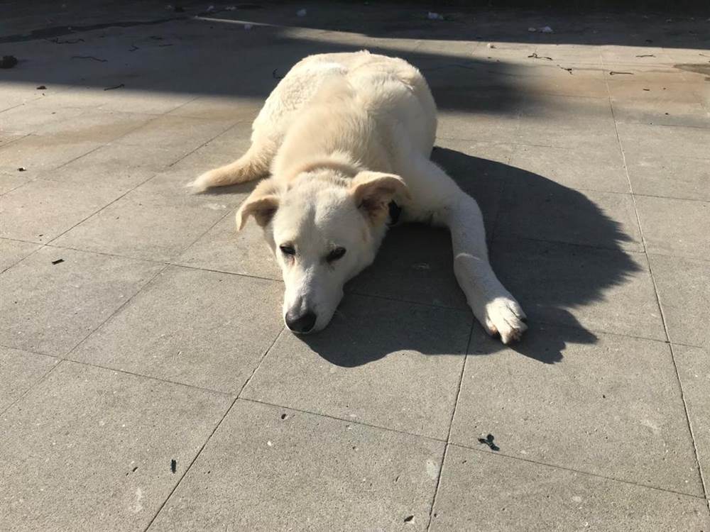 Foto 4Oliver si trova in pensione a Milano