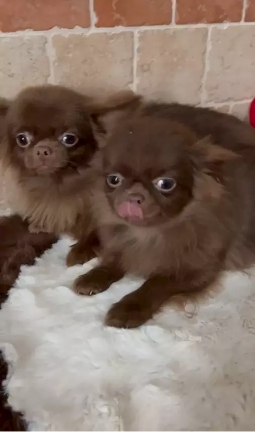 Chihuahua russo pelo lungo, colore cioccolato