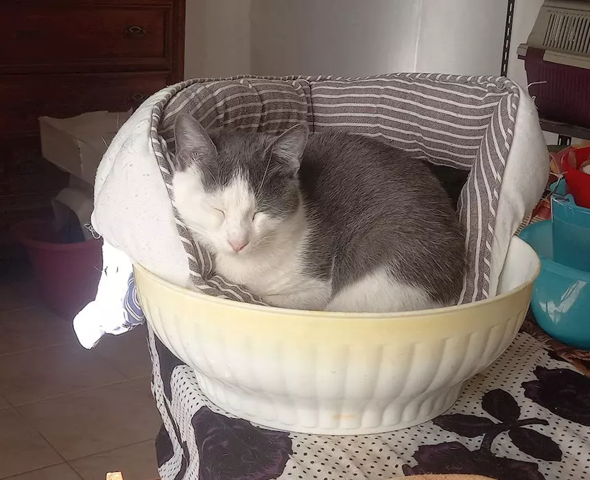 Foto 3Piuma, micia molto dolce e sofficissima, tipo abitazione