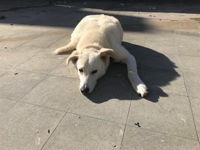 Oliver si trova in pensione a Milano - Anteprima 4
